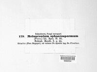 Apiospora sphaerosperma image